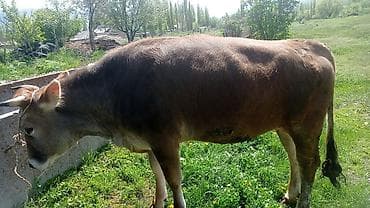 матки пчел: Продаю | Тёлка | Для разведения | Привязанные — 4