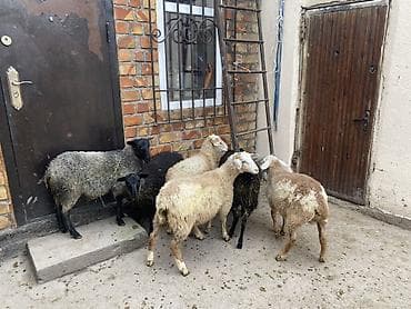 animal pack: Продаю | Ягненок | Полукровка | Для разведения — 3
