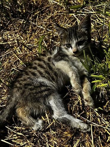 собаки мальтипу: 2 месяца, Девочка, Приучена к лотку — 7
