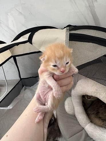 кара балта кошки: 11 месяцев, Девочка, Приучена к лотку, Проглистована — 6