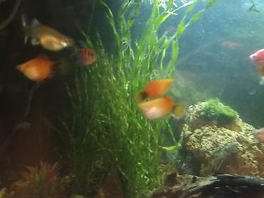 балыкчы мышык: Пецилии — 1