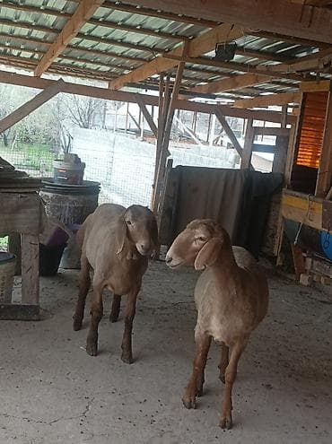 породистый корова: Продаю | Овца (самка), Баран (самец) | Арашан | Для разведения | Матка — 2