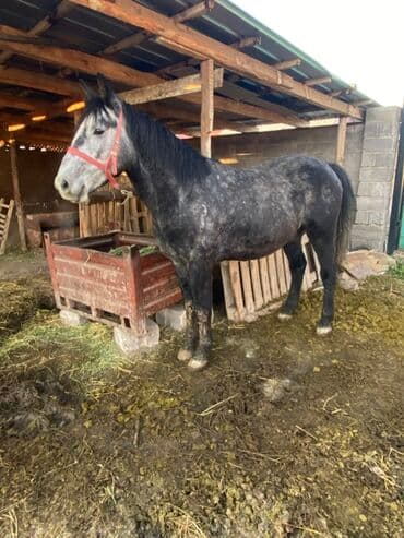 Иттер: Сатам | Байтал | Көбөйтүү үчүн — 1