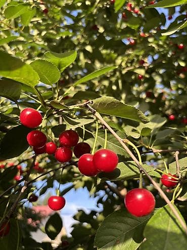 nutrien купить: Вишня, малина и урюк. Свежие 100%, рвем на заказ. Домашние — 7