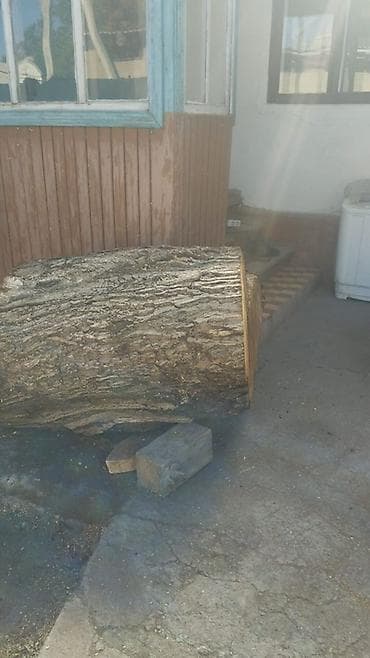 лес: Большие чурбаки/отрезки древесины для столешниц, мебели и декора. - — 2