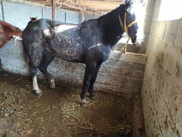 породистые козы: Продаю | Жеребец, Жеребенок, Кобыла (самка) — 1