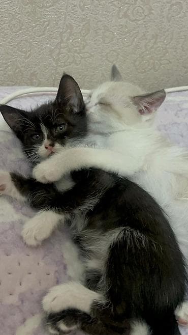 белый кот: Кошка даром: Сиамская, 2 месяца, Мальчик — 1