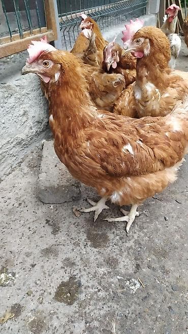Коровы, быки: Продаю | Куры, Петух | Брама, Дакан, Домашняя | На забой, Несушки — 4