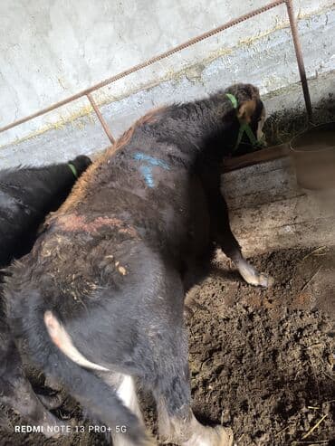 купить рабочую охотничью собаку: Сатам | Бука (эркек) | Бордоп семиртүү үчүн | Байланган — 7