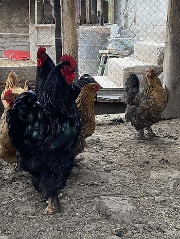 яйцо несушки: Продаю | Цыплята | Для разведения — 8