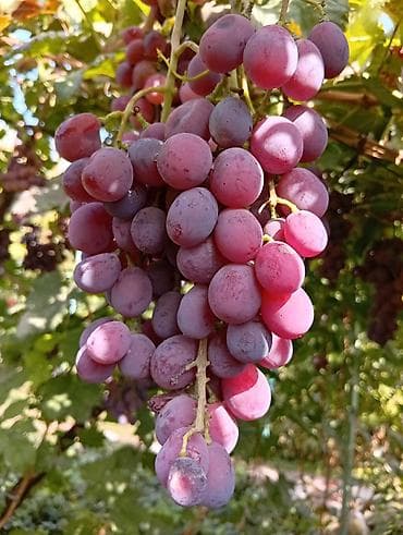 рассады малины: Продаю черенки винограда для укоренения или прививки. Столовые — 3