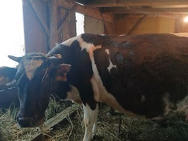 купить дрессированную собаку: Продаю | Корова (самка) | Полукровка | Для молока — 2