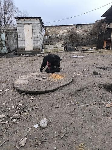 усыпление животных бишкек: Продаю | Куры | Для разведения — 4