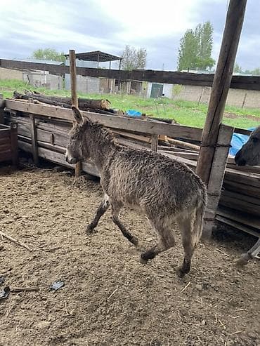 котята сиамской кошки: Осёл (молодой, серый, пушистая шерсть) - Порода: домашний осёл — 2