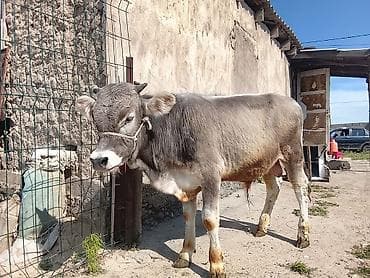 собаки немецкая овчарка: Продаю | Бык (самец) | На откорм — 4