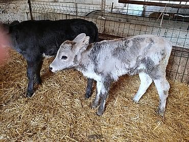 английский байтал: Продаю | Бык (самец), Тёлка, Музоо, торпок | Швицкая, Симментальская | На откорм, Для разведения, Для молока | Искусственник — 4