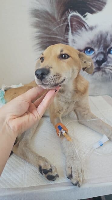 щенки белгийскоц овчарки: Ищут дом милые щенки разных окрасов и размеров. Эти очаровательные — 1