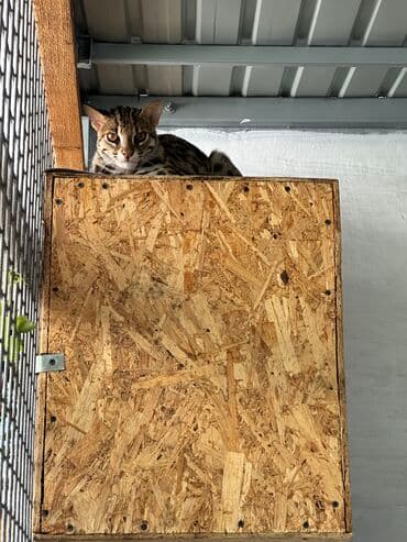 леопардовая кошка цена: Экзотикалык, 3 жаш, Эркек, Лотокко барууга үйрөтүлгөн, Курттардан тазаланган, Документтери менен — 3