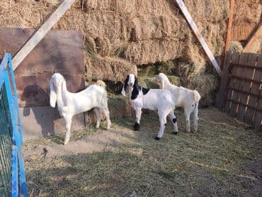 купить собаку шпица недорого: Продаю | Козлёнок | Нубийская | Для разведения — 3