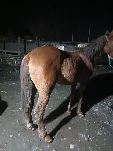 собаки лайки: Продаю | Жеребец | Рабочий — 2