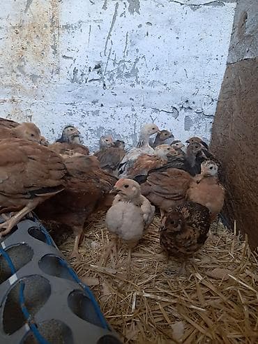 С/х животные и товары: Продаю | Цыплята | Домашняя | Для разведения — 2