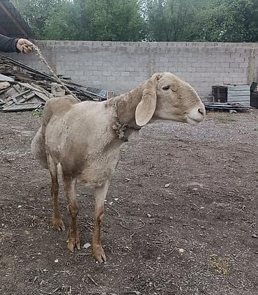 бараний жир: Продаю | Овца (самка) | Для разведения | Племенные — 4