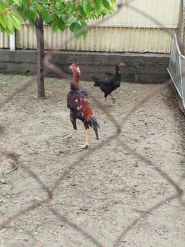 бекер уй: Сатам | Короздор — 5