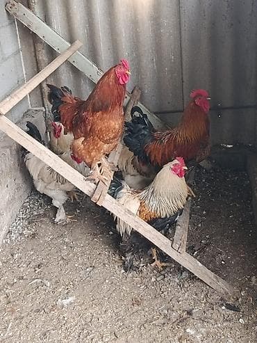 куры черные: Продаю | Петух | Брама | Для разведения — 1