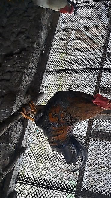 цыплята бролера: Продаю | Петух | Брама, Домашняя | Для разведения — 1