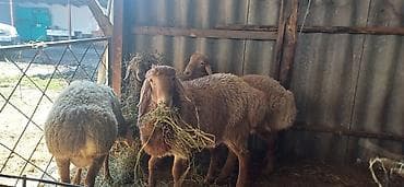 Товары и оборудование для с/х животных: Продаю | Овца (самка) | Для разведения | Осеменитель — 2