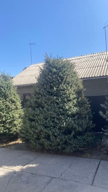 с садовое: Ель голубая, хвойное дерево с пышной кроной высота около 8 ми метров — 2