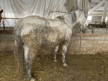 продать животных: Продаю | Кобыла (самка) — 3