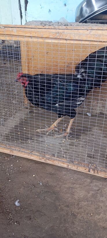 Продаю | Петух | Для разведения