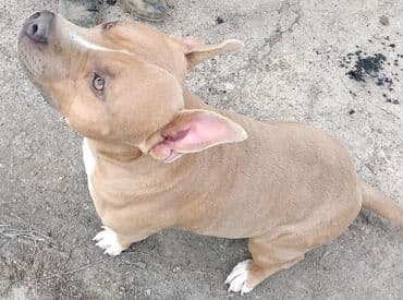 отдам даром собаку в хорошие руки: Вязка: Амстафф, Самец, 4 года, С родословной — 3