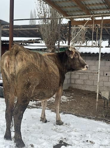 козу кочкор сатылат: Сатам | Уй (ургаачы) | Бооз — 1
