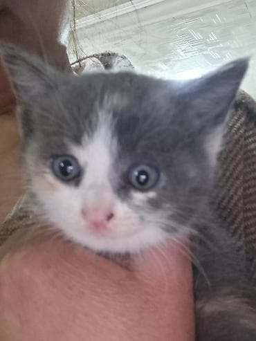 абиссинские коты: Котята домашние, пушистые комочки радости. мама на половину британка — 1