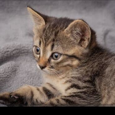 Беспородная, 2 месяца, Девочка, Приучена к лотку