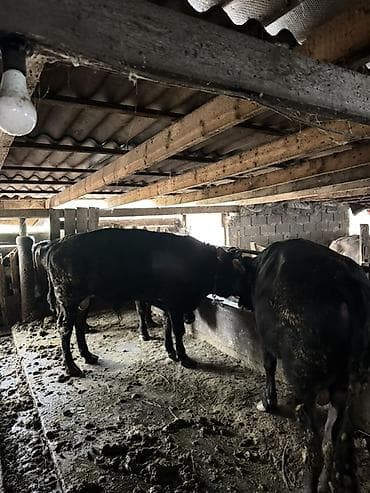 Коровы, быки: Продаю | Бык (самец) | На откорм | Привязанные — 3
