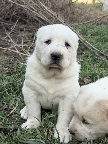 купить немецкую овчарку: Предлагаются к бронированию щенки Алабая! Щенки родились 27 января, 2 — 3