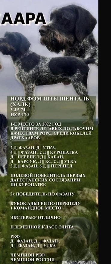 собаки бишкек: ВЯЗКА ВЯЗКА Читайте Внимательно !!! Предлагается Кабель Породы — 10