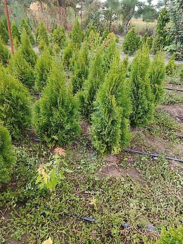 Туя западная ‘Смарагд’ (Thuja occidentalis ‘Smaragd’) — плотные