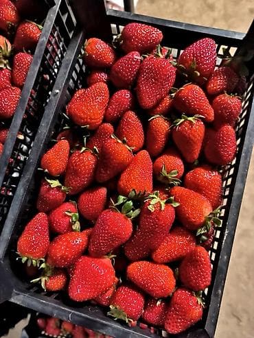 арбузы с поля: Клубника В розницу — 4