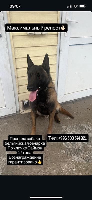 бюро находок документы: Пропала собака — бельгийская овчарка (малинуа). Кобель, кличка Саймон — 1