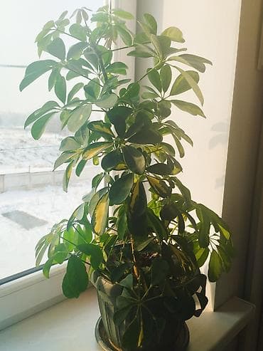 Ашкана буюмдары: Диффенбахтар — 1