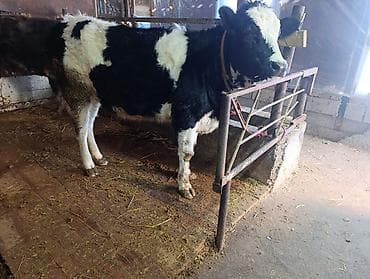 продаю тёлок: Продаю | Тёлка | Для молока | Привязанные — 1