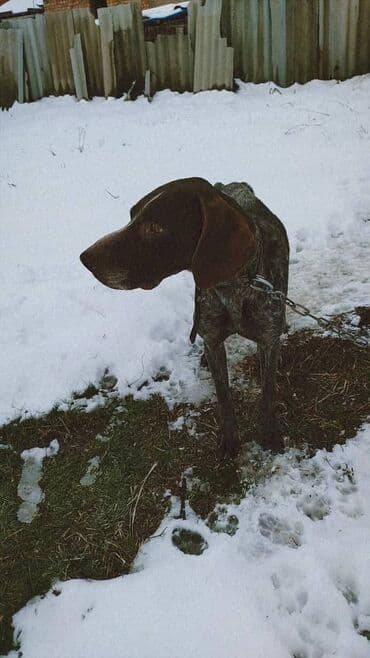 породы собак в бишкеке: Продаю чистокровный курцхар охотничий ишет в стойку встает в машину — 2