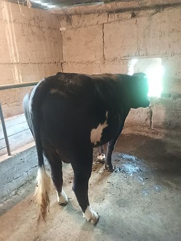 семис тайлар: Продаю | Бык (самец) | Швицкая | Для разведения | Племенные — 7