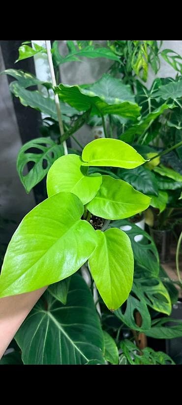 Сейфтер: Эпипремнум Neon ( Неон ) Это очень популярный и желанный сорт среди — 1