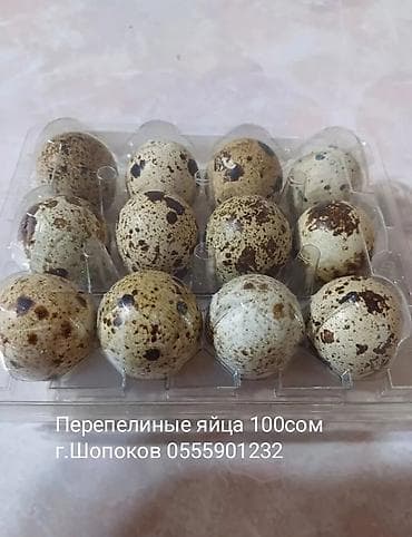 Перепелиные яйца. мясо яичной породы - Пятнистая скорлупа кремового