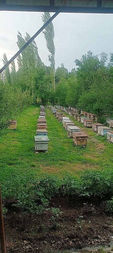 бала бешик: Aksy Honey — натуральный горный мёд из Аксыйского района - — 1